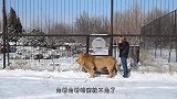 狮子死活不肯进铁笼，男子甩起就是一脚，下一秒，狮子回头了！