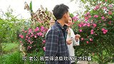 四川方言：不文明观赏，腊狗两口子不像话，把花朵摘光了！