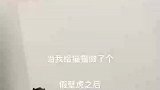 主人给墙上粘了个假壁虎