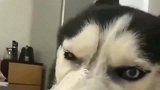 二哈：我干了啥，让你怎么对我，良心不痛吗