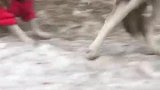狗子：咬不过，溜了！