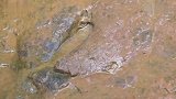 云南禄丰发现鸟形恐龙脚印 距今超1.5亿年