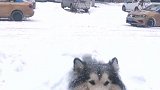 来堆雪人嘛，费狗的那种！