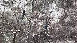 终南阴岭秀，积雪浮云端。林表明霁色，城中增暮寒。