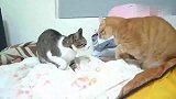 两只猫打架，橘猫的表情全是戏，承包了我一天的笑点