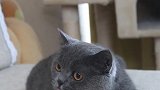 猫小歪：你们真的在帮我吗？