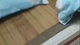 狸花猫：香喷喷的蝉，看着我口水直流，还不快给我