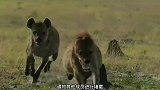 两头鬣狗饿极了开始吃同类，整个头颅都被咬了下来，惨不忍睹