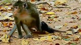 极具情感观看！ 可怜的小猴子猴子疯狂地乞求妈妈停止虐待它！