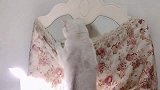 猫咪也爱臭美照镜子，喵：咋感觉最近胖了呢