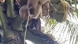 农场请了一批猴子，帮忙摘椰子简直是妥妥的打工猴