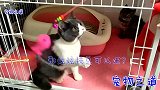 不满被公猫占了窝，新来小猫突然出手攻击它，公猫的反应太逗了