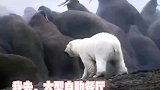 北极熊为了养活老婆单挑海象群