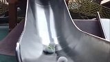 玩滑梯的狗子……太可爱了吧！！