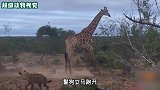 鬣狗抓住长颈鹿幼崽，长颈鹿试图拯救幼崽，令人心碎的时刻