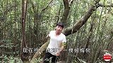 农村小伙爬树摘杨梅，这个动作让我笑了好几回