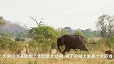 大象攻击刚出生狮子，遭到报复，狮群围攻小象但却没有机会！