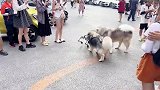 日常遛狗，可怜的小狗子，被两只大狗欺负