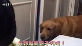金毛妈妈见主人揍小金毛，上去就揍主人，主人立马求饶，太逗了！