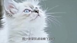 当狂怒硬汉遇上小奶猫，最不可爱和最可爱的碰撞，画面无法直视