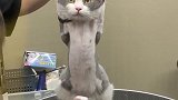 铲屎官给猫咪刮毛，猫咪生无可恋的表情够我笑一年的，太搞笑了