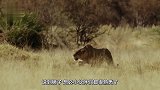 母狮一招锁喉角马，正准备大饱一餐的时候，角马瞬间站了起来！