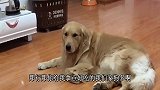 金毛一听说有人来家里做客带好吃的，立马叼来盆一听狗肉撒腿就跑