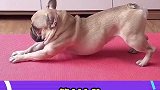 我家的斗牛犬浑身都是腱子肉，还需要减肥吗