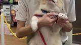 蛋挞狗生中的第一堂课。也是...最后一课