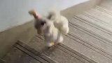 狗狗这下楼姿势亮了