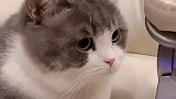 这猫笑起来真的帅！