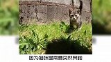 宠物冷知识：你知道猫爪在上原则吗？