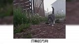 宠物冷知识：你知道猫爪在上原则吗？