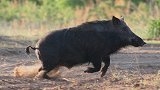 野猪战斗力有多强？巨型野猪不仅能秒杀狮子，成年老虎吓得直发抖