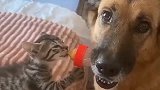 狗子给小奶猫喂奶的搞笑画面，这也太乖了吧！