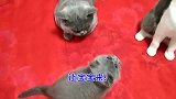 胖公猫嫌小猫在眼前晃悠，竟像狗一样张口去咬小猫：逼朕开外挂