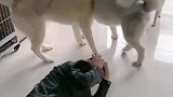 铲屎官被二哈揍了，他恼羞成怒咬狗，二哈：我不是人你是真的狗！