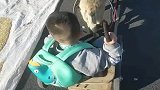 爷爷自己琢磨制作出一个狗拉车，每天去接送孙子放学