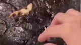 媳妇的高超技艺，老锅变新锅