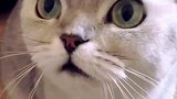 是什么事情让猫咪气的炸毛呢？说出来可能不信，主人另有新欢了