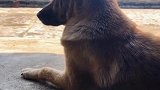 在我们村，家家户户都有狗，不养狗总感觉家里还缺点什么