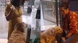 金毛贴着肚子听怀孕女主人的胎动 下一秒发生神奇一幕
