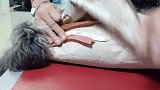 要是再有根大葱就更好了