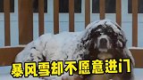 严寒天气门外下着暴风雪，为什么狗子却不太愿意进门呢