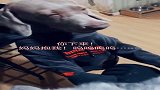 话痨模式再次开启，威玛猎犬谁来管管这张话痨嘴
