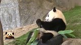 熊猫天线宝宝对着镜头露出甜甜的微笑，融化你的心
