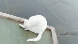 猫：铲屎官先停下，我晕船了！