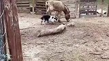 这就是驴的战斗力，猪怎敢招惹的呀