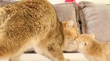 从未见过的猫咪父子，从开始不敢靠近到一起撒娇玩耍