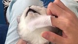 沉浸式洗猫好物推荐